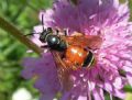 Andrena hattorfiana